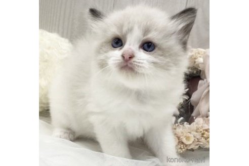 成約済の大阪府のラグドール-59895の8枚目