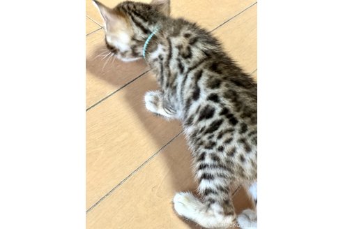 成約済の福岡県のベンガル-58074の4枚目