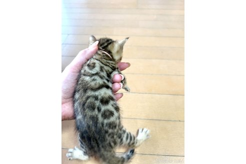 成約済の福岡県のベンガル-58071の5枚目
