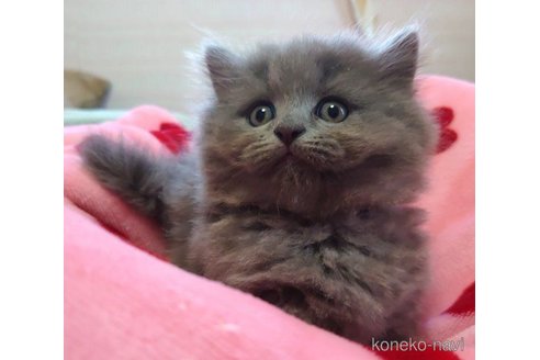 成約済の愛知県のマンチカン(短足)-59953の4枚目