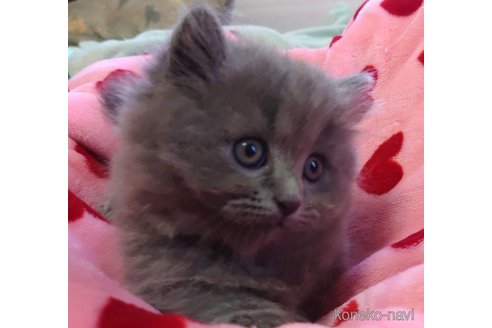 成約済の愛知県のマンチカン(短足)-59953の5枚目