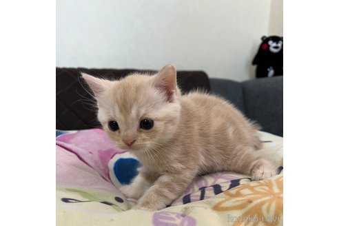 成約済の埼玉県のスコティッシュフォールド-60001の26枚目