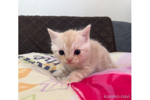 成約済の埼玉県のスコティッシュフォールド-60001の19枚目