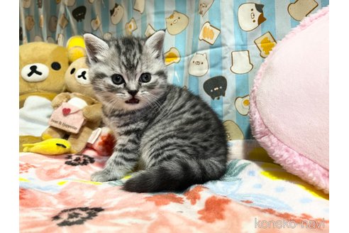 成約済の千葉県のスコティッシュストレート-59348の16枚目