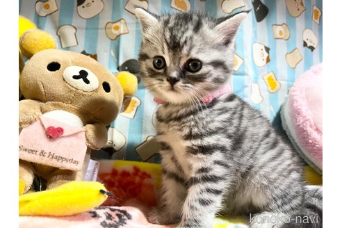 成約済の千葉県のスコティッシュストレート-59348の15枚目