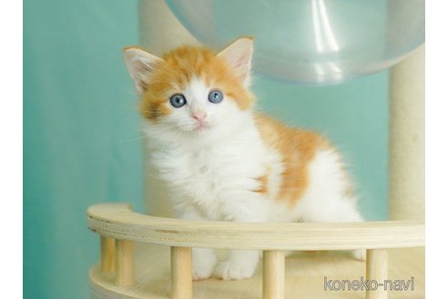 成約済の千葉県のノルウェージャンフォレストキャット-60004の3枚目