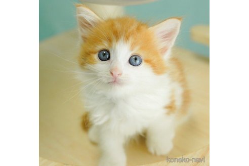 成約済の千葉県のノルウェージャンフォレストキャット-60004の4枚目
