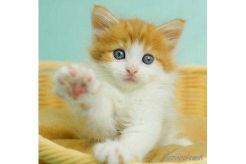 成約済の千葉県のノルウェージャンフォレストキャット-60004の1枚目