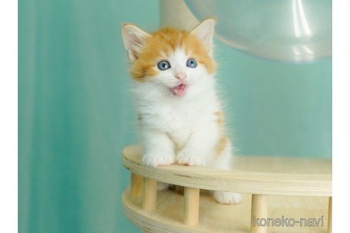成約済の千葉県のノルウェージャンフォレストキャット-60004の5枚目