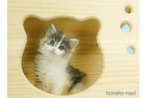 成約済の千葉県のノルウェージャンフォレストキャット-60009の5枚目