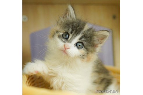 成約済の千葉県のノルウェージャンフォレストキャット-60009の1枚目