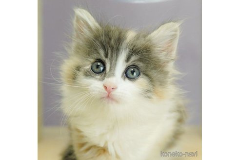 成約済の千葉県のノルウェージャンフォレストキャット-60009の6枚目