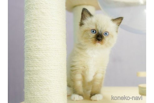 成約済の千葉県のラグドール-60010の4枚目