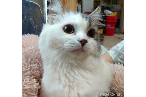 成約済の愛知県のスコティッシュフォールド-59254の1枚目