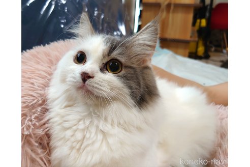 成約済の愛知県のスコティッシュフォールド-59254の5枚目