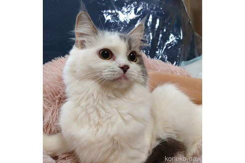 成約済の愛知県のスコティッシュフォールド-59254の4枚目