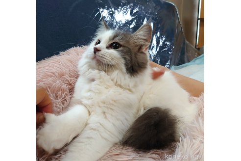 成約済の愛知県のスコティッシュフォールド-59254の2枚目