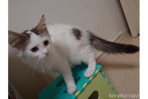 成約済の埼玉県のノルウェージャンフォレストキャット-49599の3枚目