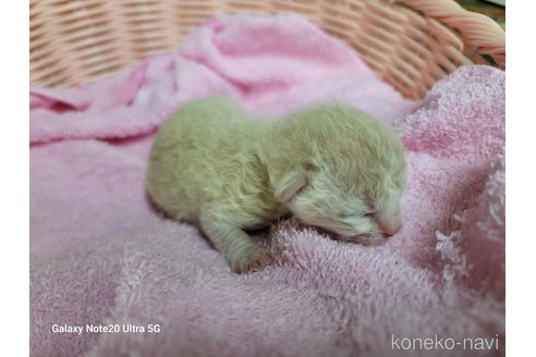 成約済の千葉県のラパーマ-60174の7枚目