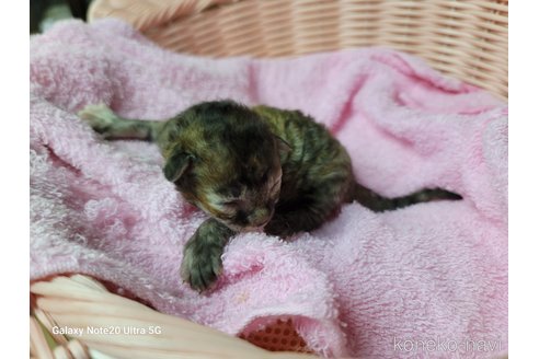 成約済の千葉県のラパーマ-60265の8枚目