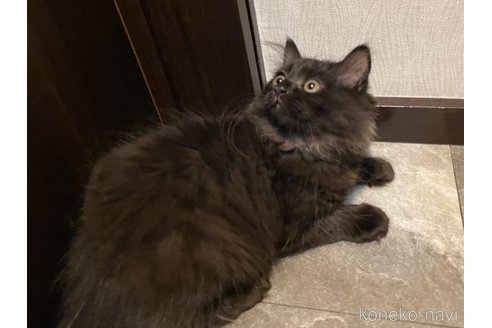 成約済の愛知県のミヌエット-53840の8枚目