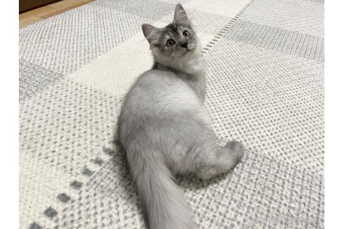 成約済の愛知県のミヌエット-52713の15枚目