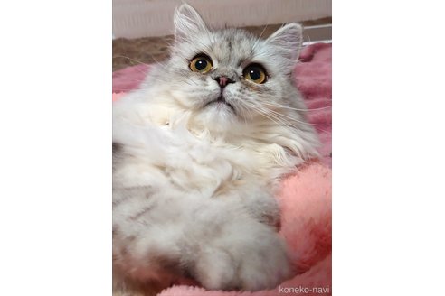 成約済の愛知県のペルシャ-54962の5枚目