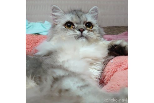 成約済の愛知県のペルシャ-54962の1枚目