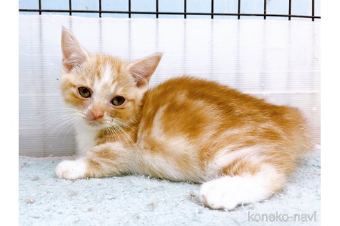 成約済の東京都のマンチカン(短足)-60195の11枚目