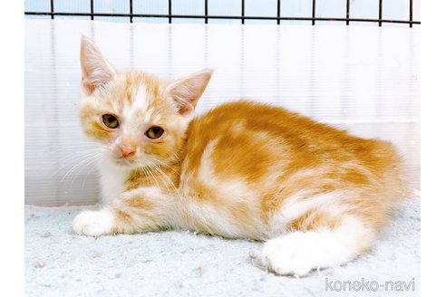 成約済の東京都のマンチカン(短足)-60195の6枚目