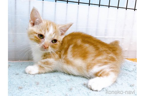 成約済の東京都のマンチカン(短足)-60195の7枚目