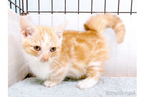 成約済の東京都のマンチカン(短足)-60195の8枚目