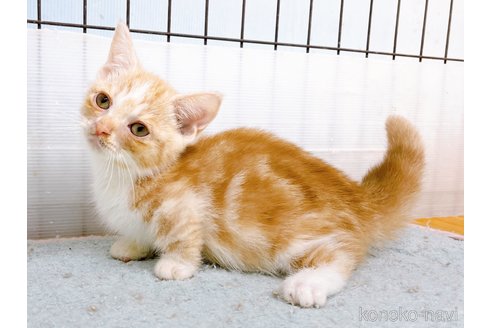 成約済の東京都のマンチカン(短足)-60195の9枚目