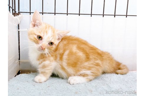 成約済の東京都のマンチカン(短足)-60195の10枚目