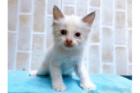 成約済の東京都のラグドール-60198の6枚目