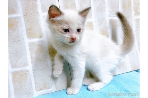 成約済の東京都のラグドール-60198の7枚目