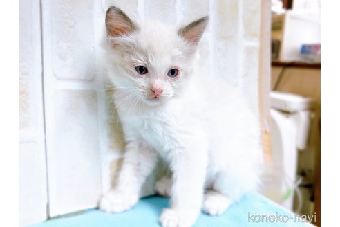 成約済の東京都のラグドール-60198の8枚目