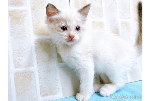 成約済の東京都のラグドール-60198の9枚目