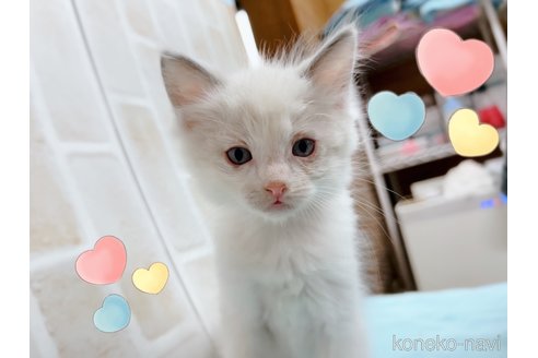 成約済の東京都のラグドール-60198の10枚目