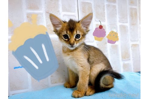 成約済の東京都のソマリ-60201の7枚目