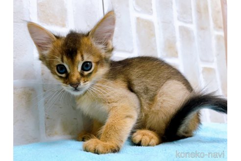 成約済の東京都のソマリ-60201の8枚目