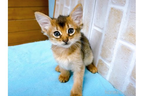 成約済の東京都のソマリ-60201の4枚目