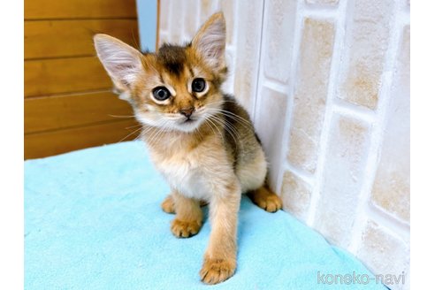 成約済の東京都のソマリ-60201の5枚目