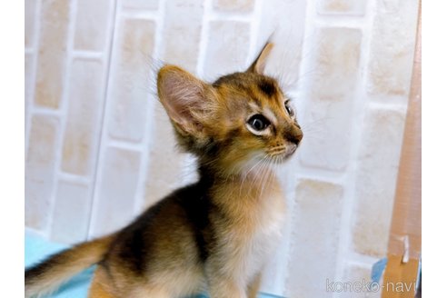 成約済の東京都のソマリ-60203の2枚目