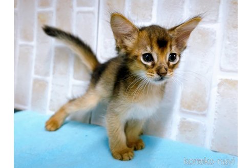 成約済の東京都のソマリ-60203の4枚目