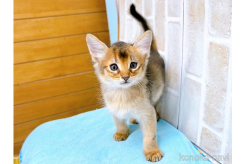 成約済の東京都のソマリ-60204の5枚目