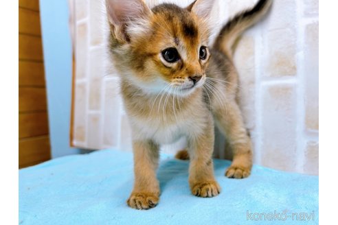 成約済の東京都のソマリ-60204の6枚目