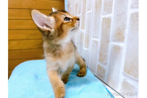 成約済の東京都のソマリ-60204の7枚目