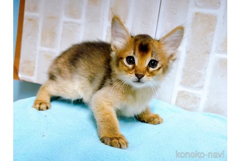 成約済の東京都のソマリ-60204の8枚目