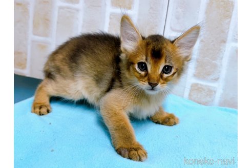 成約済の東京都のソマリ-60204の9枚目